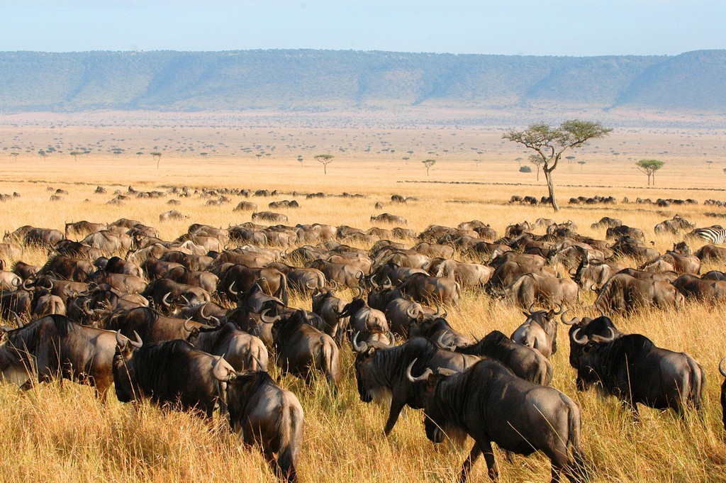 Wildlife Conservation