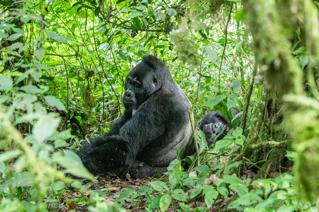 Traveling with Purpose: How Conscious Tourism Protects Uganda and East Africa’s Great Wilderness
