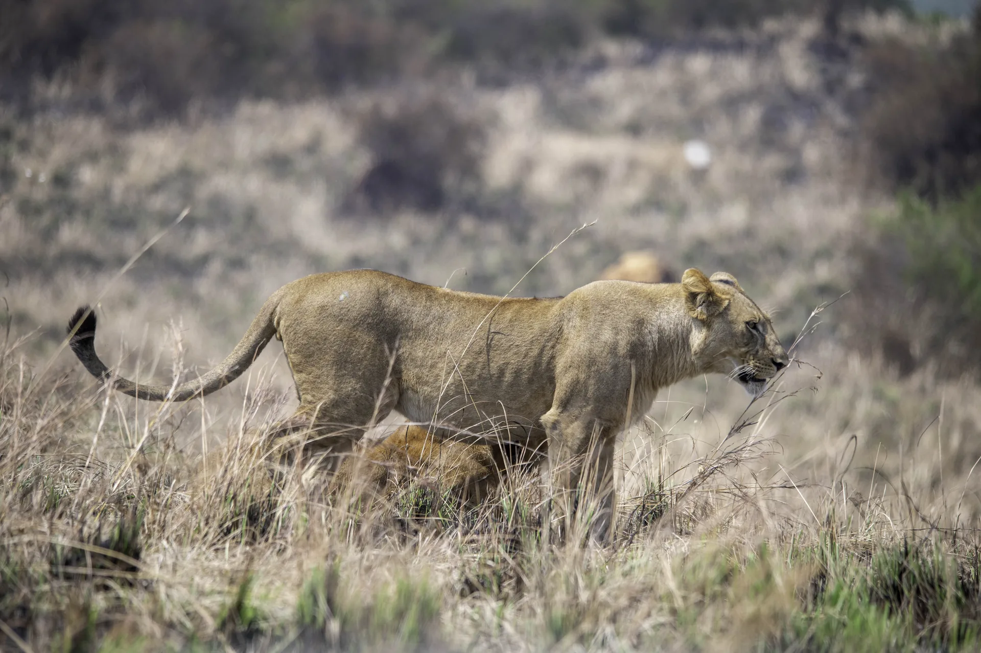 Whispers of the Savannah: Finding Your Soul in the East African Wilderness