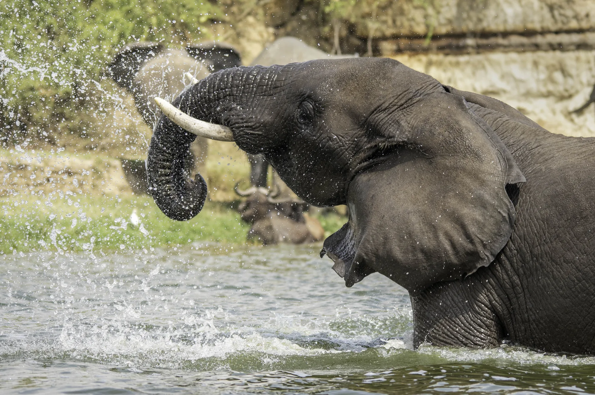 Top 7 Unique Wildlife Encounters in East Africa: Beyond the Standard Safari