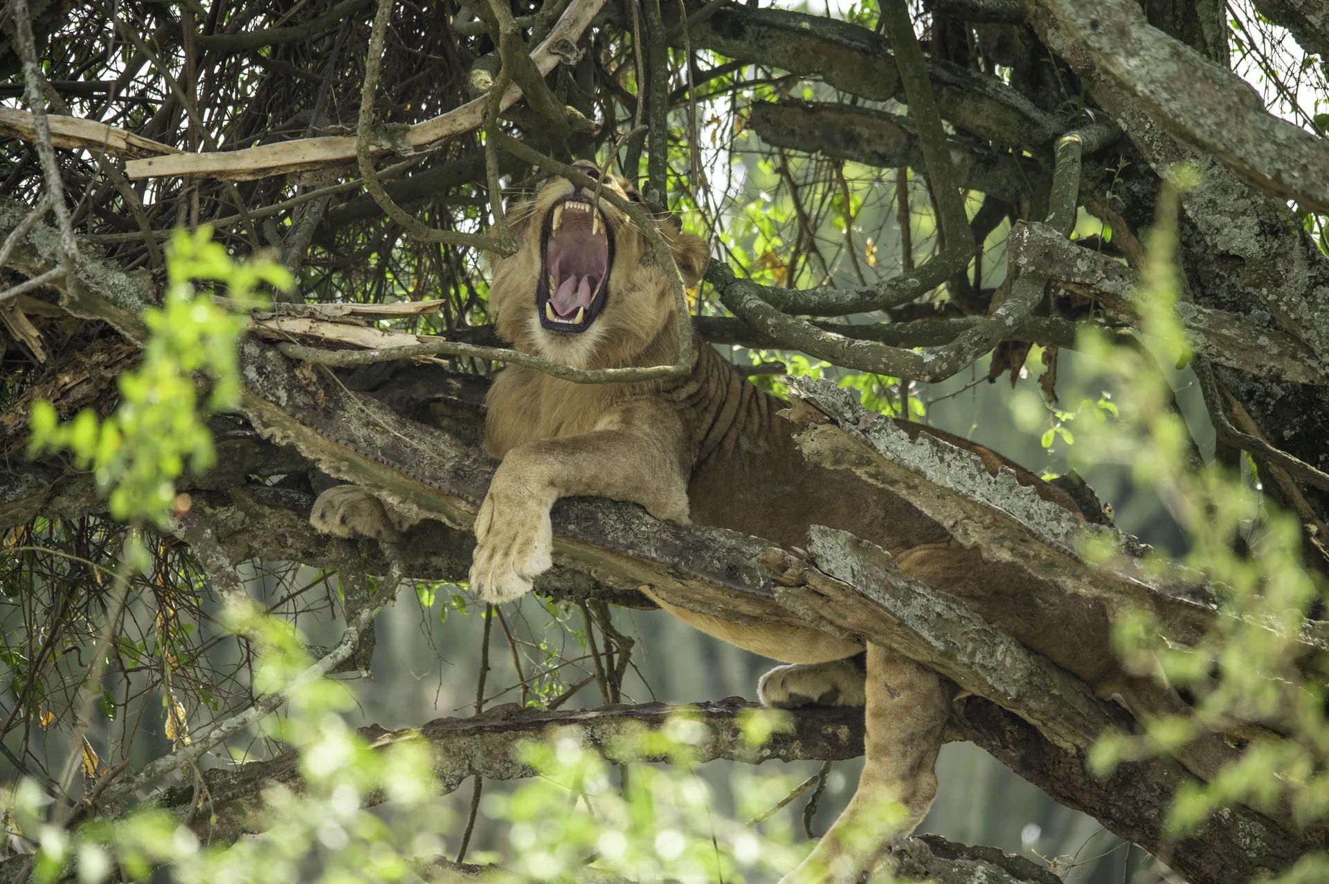 Beyond the Big Five: Spotting Tree-Climbing Lions in Ishasha & Elusive Shoebills in Mabamba
