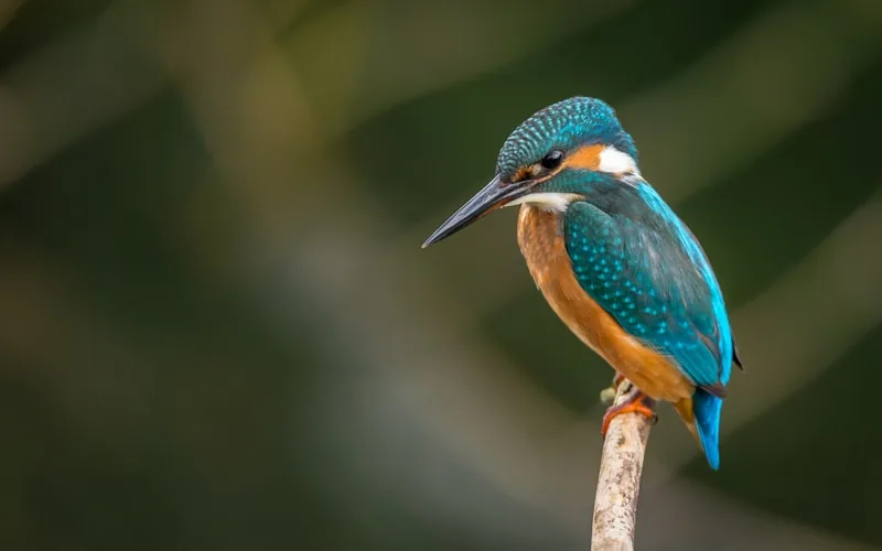 Top 10 Birds to Spot in Queen Elizabeth National Park