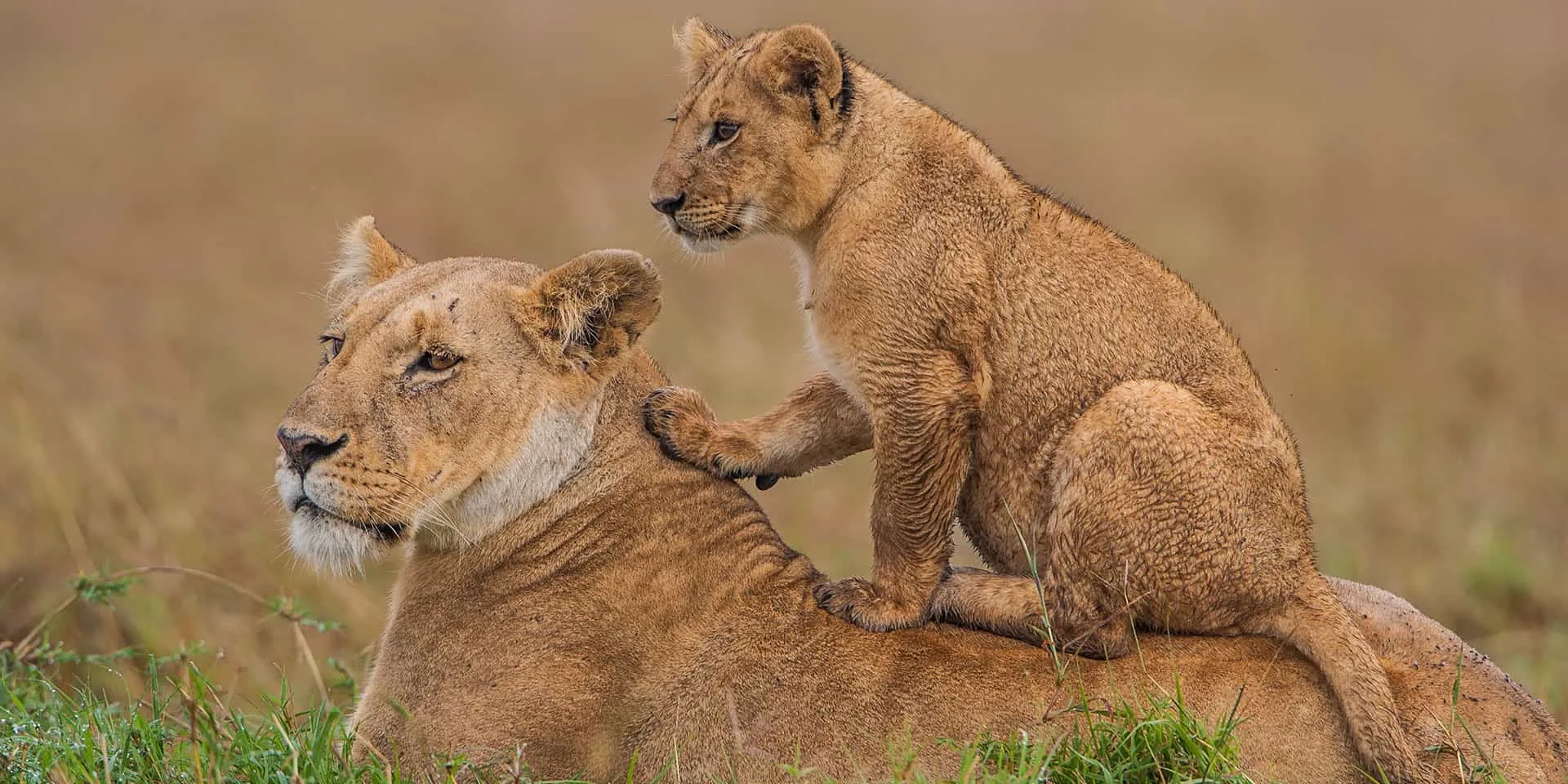 Masai Mara National Reserve