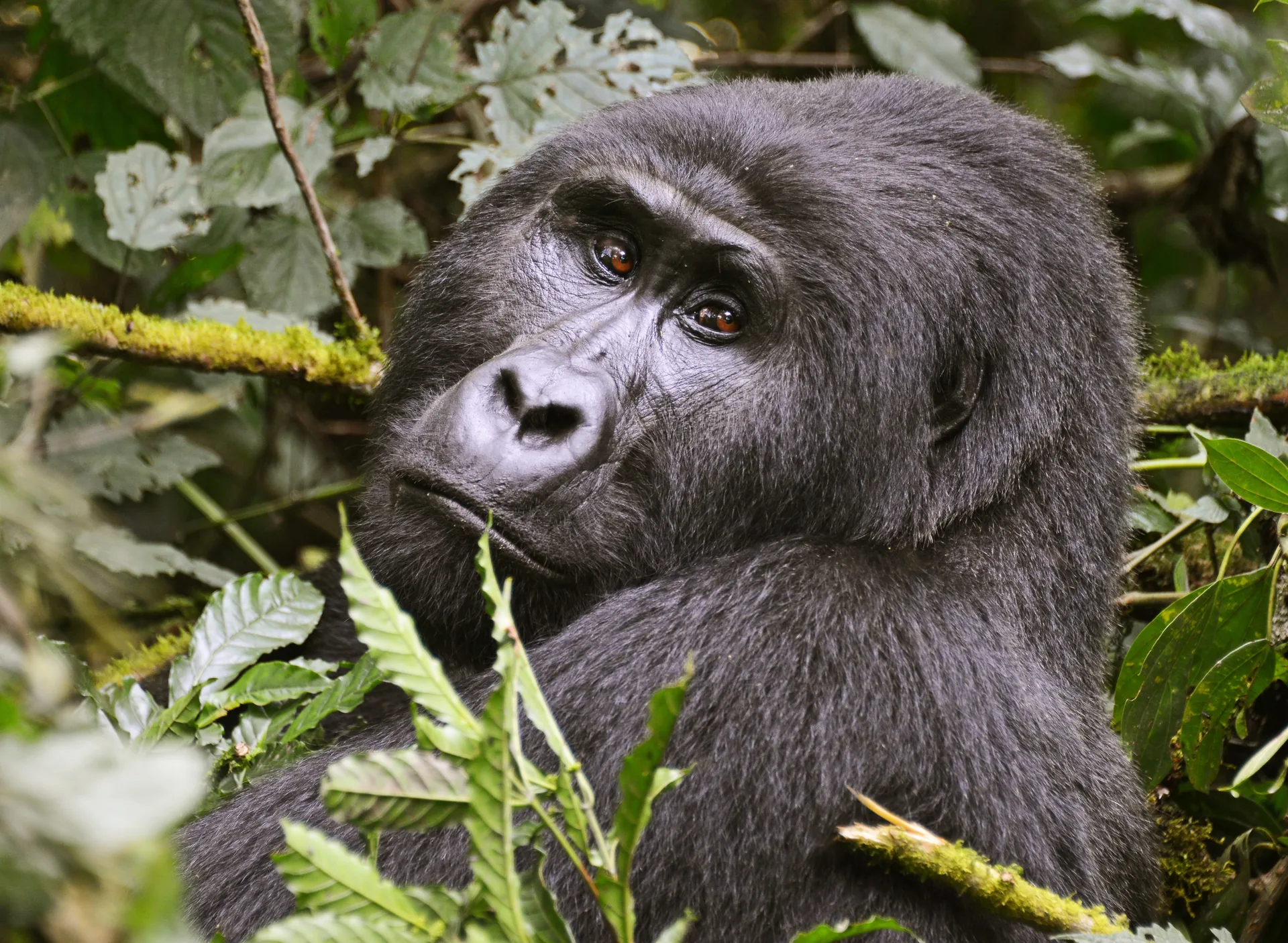 Bwindi Impenetrable Forest