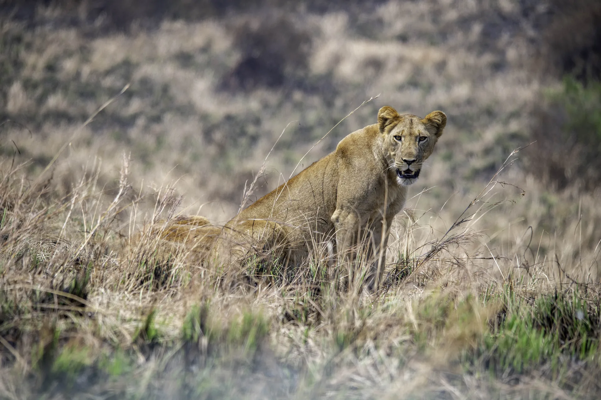 In the Realm of the Big Cats