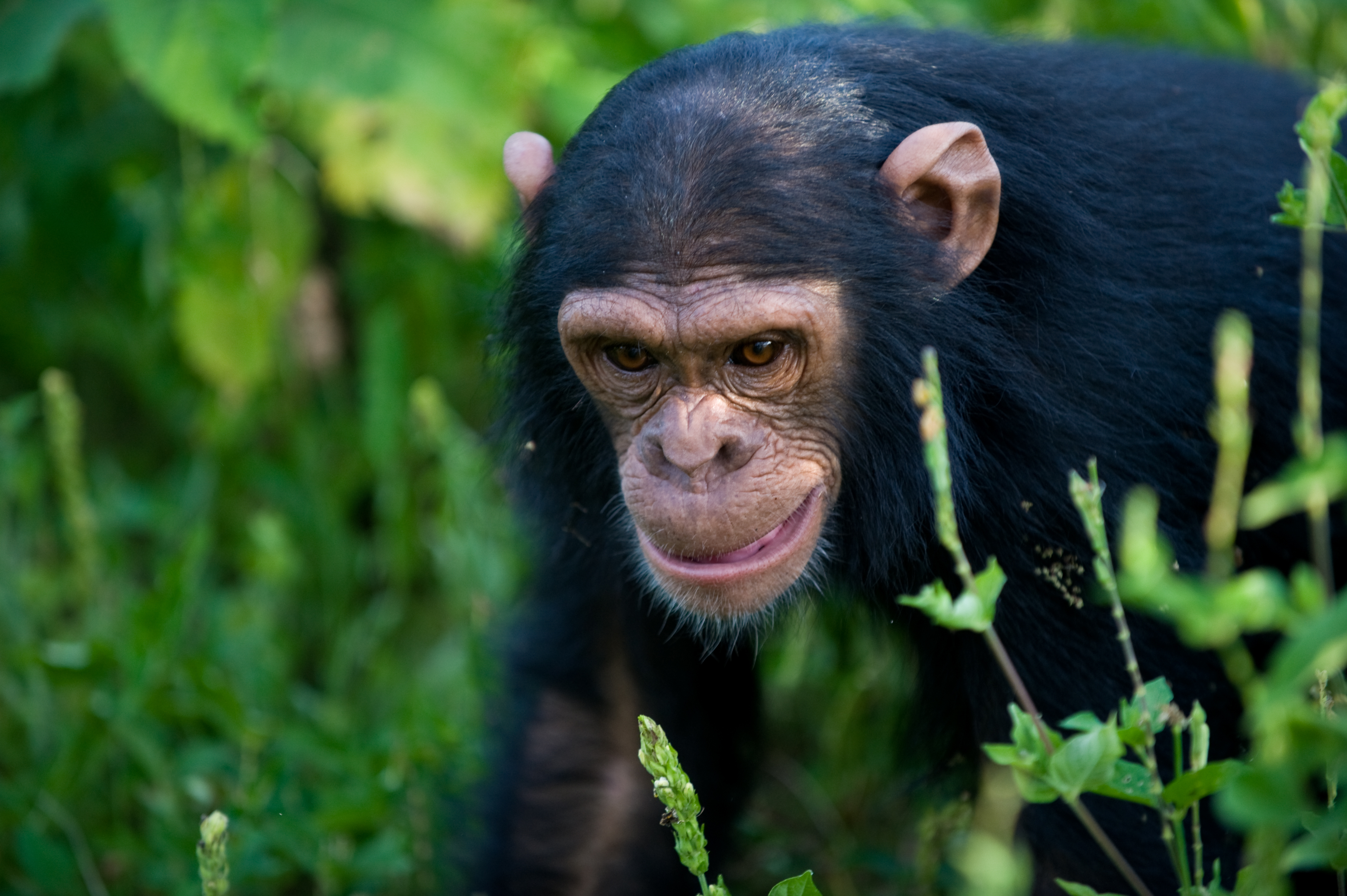 Chimpanzee