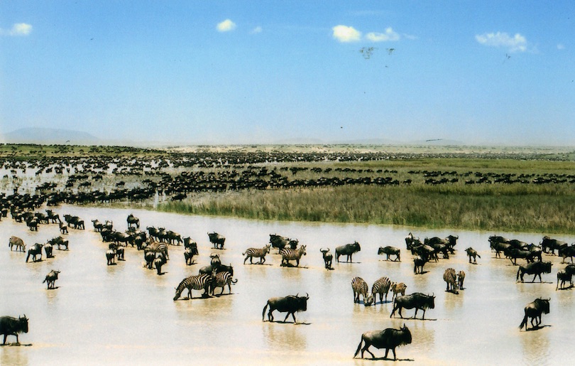 honeymoon safari Africa