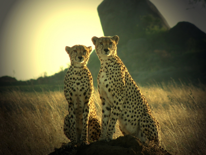 Tanzania wildlife safari