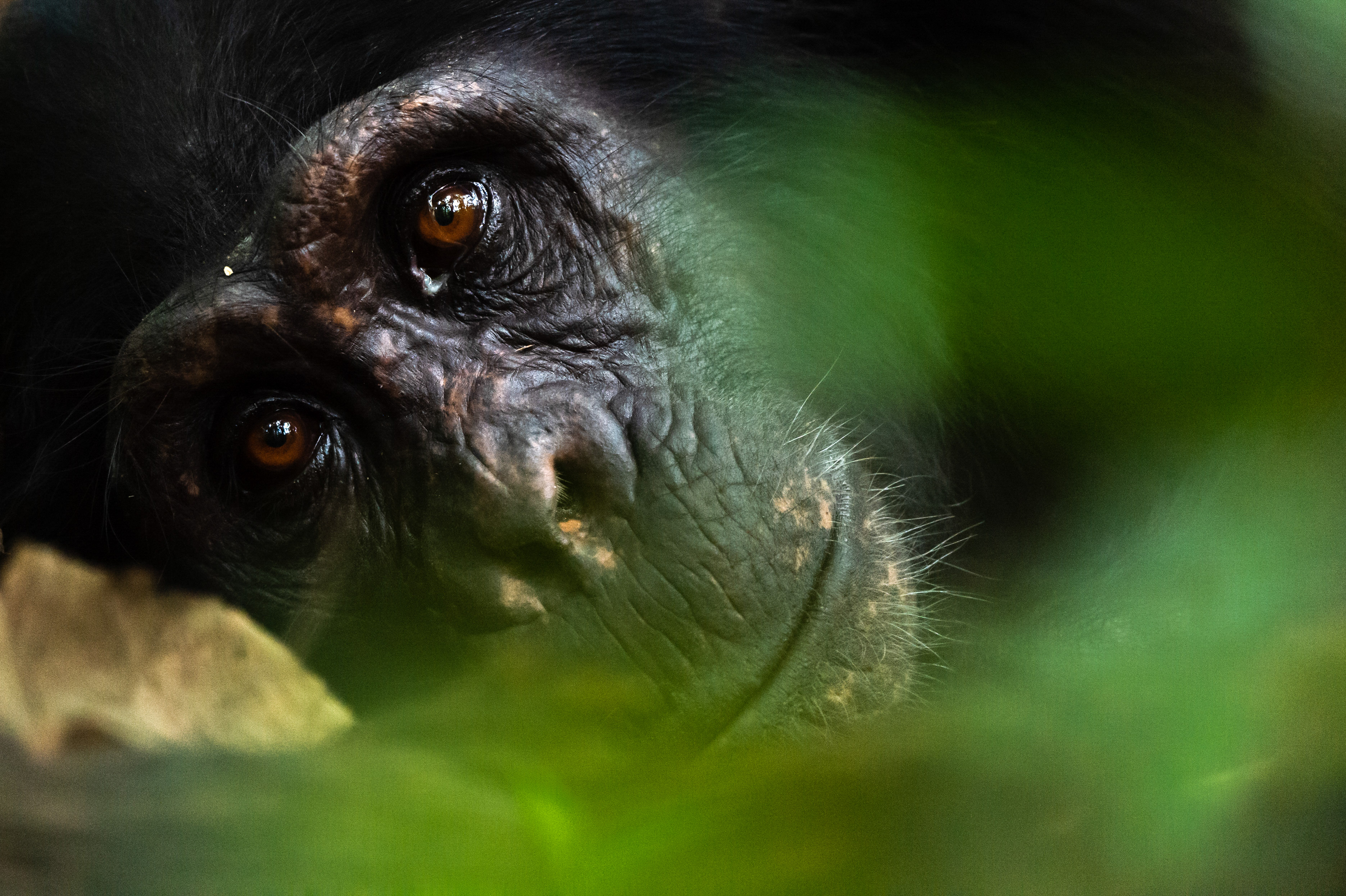 Ultimate 7-Day Uganda Gorilla & Wildlife Safari - African Safari Itinerary