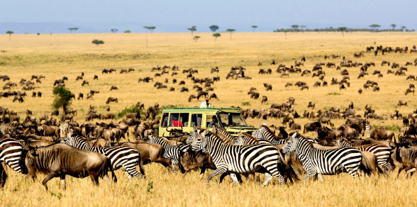 Tanzania Safari & Zanzibar Escape