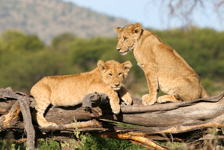 10 Days Tanzania Safari & Zanzibar Beach Holiday (Best-Selling Experience)