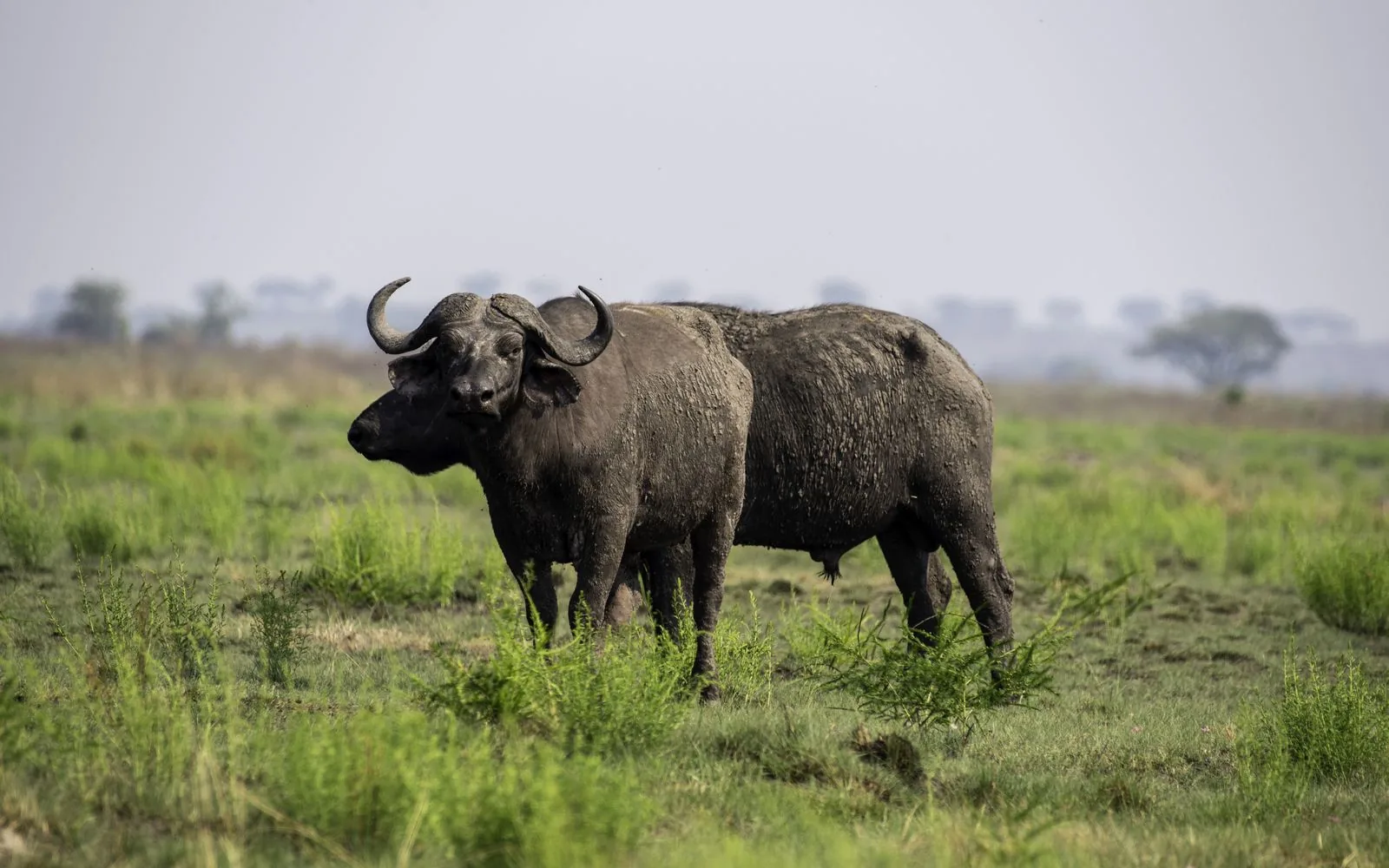 5 Day Classic Uganda Safari