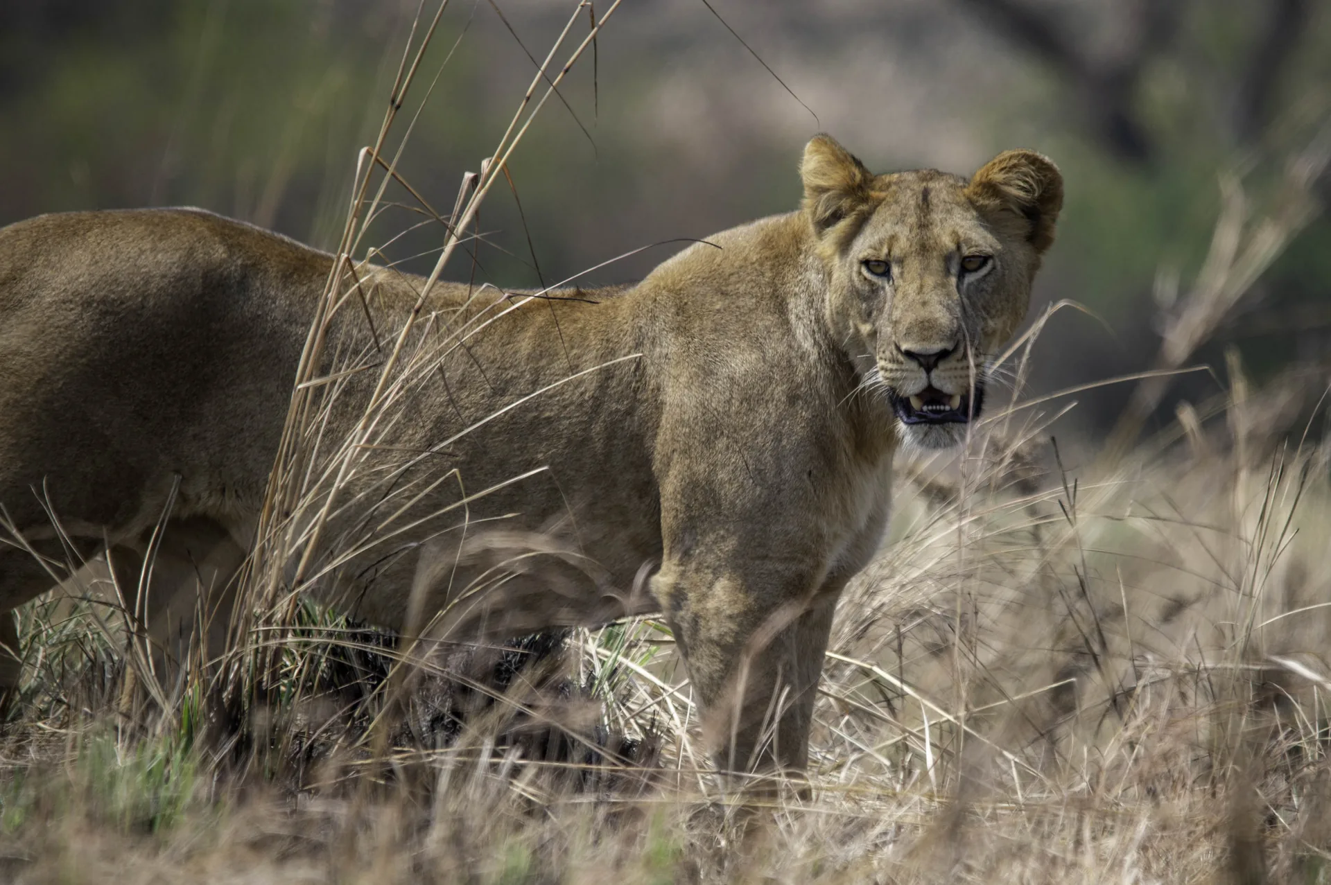 7-Day Pearl of Africa Classic Savannah & Big Game Safari