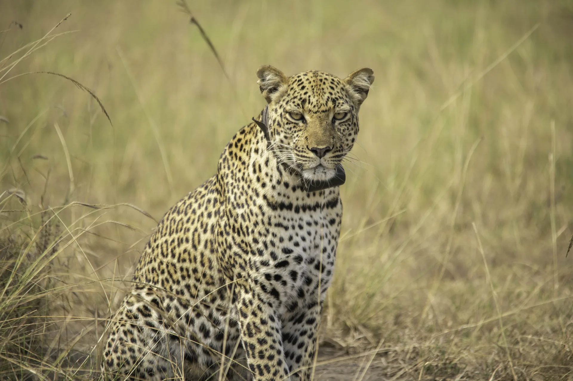 17 Days Grand Uganda Safari Circuit | Haven Africa Journeys