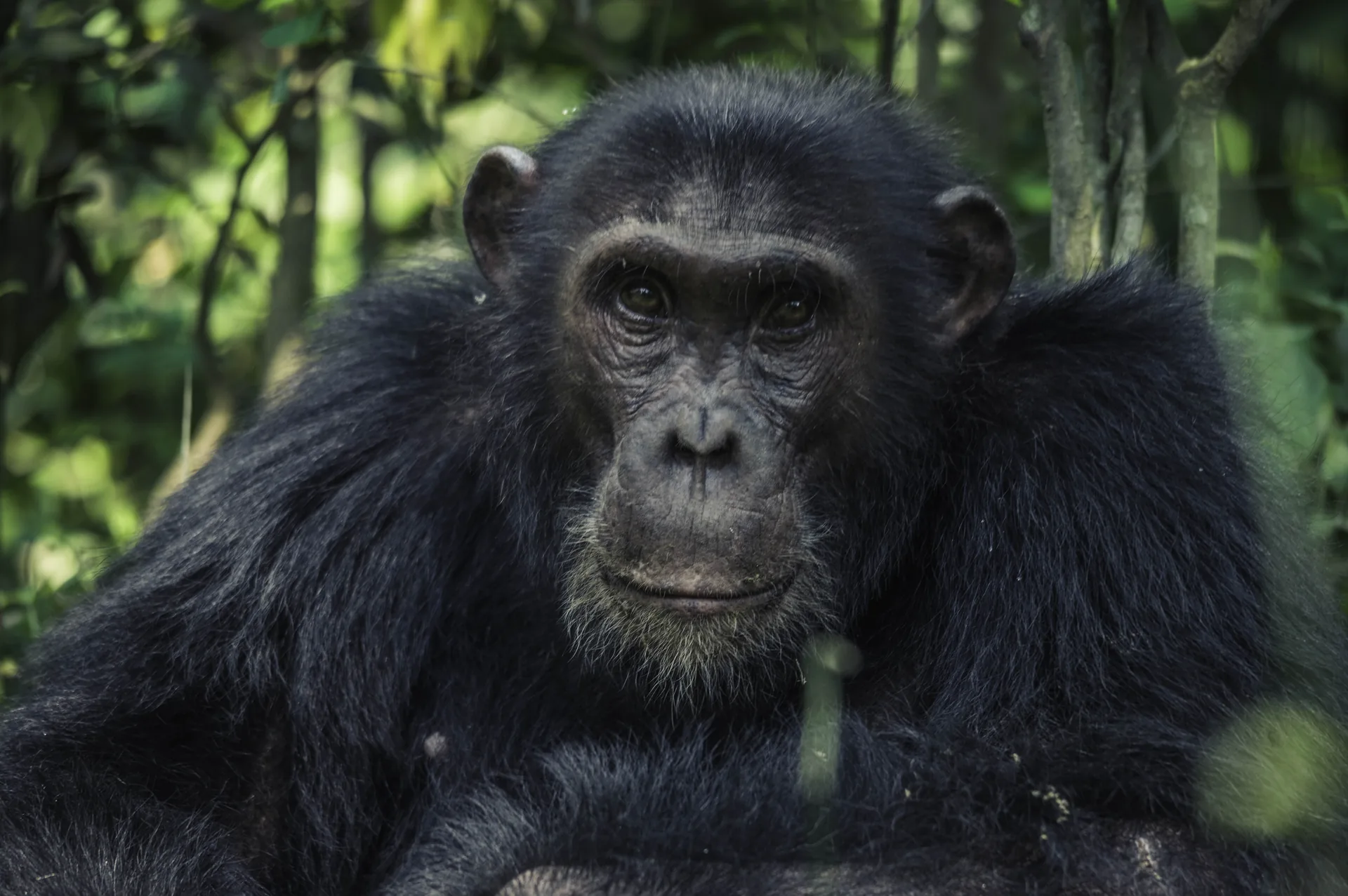 4 Days Gorilla & Safari Adventure | Haven Africa Journeys