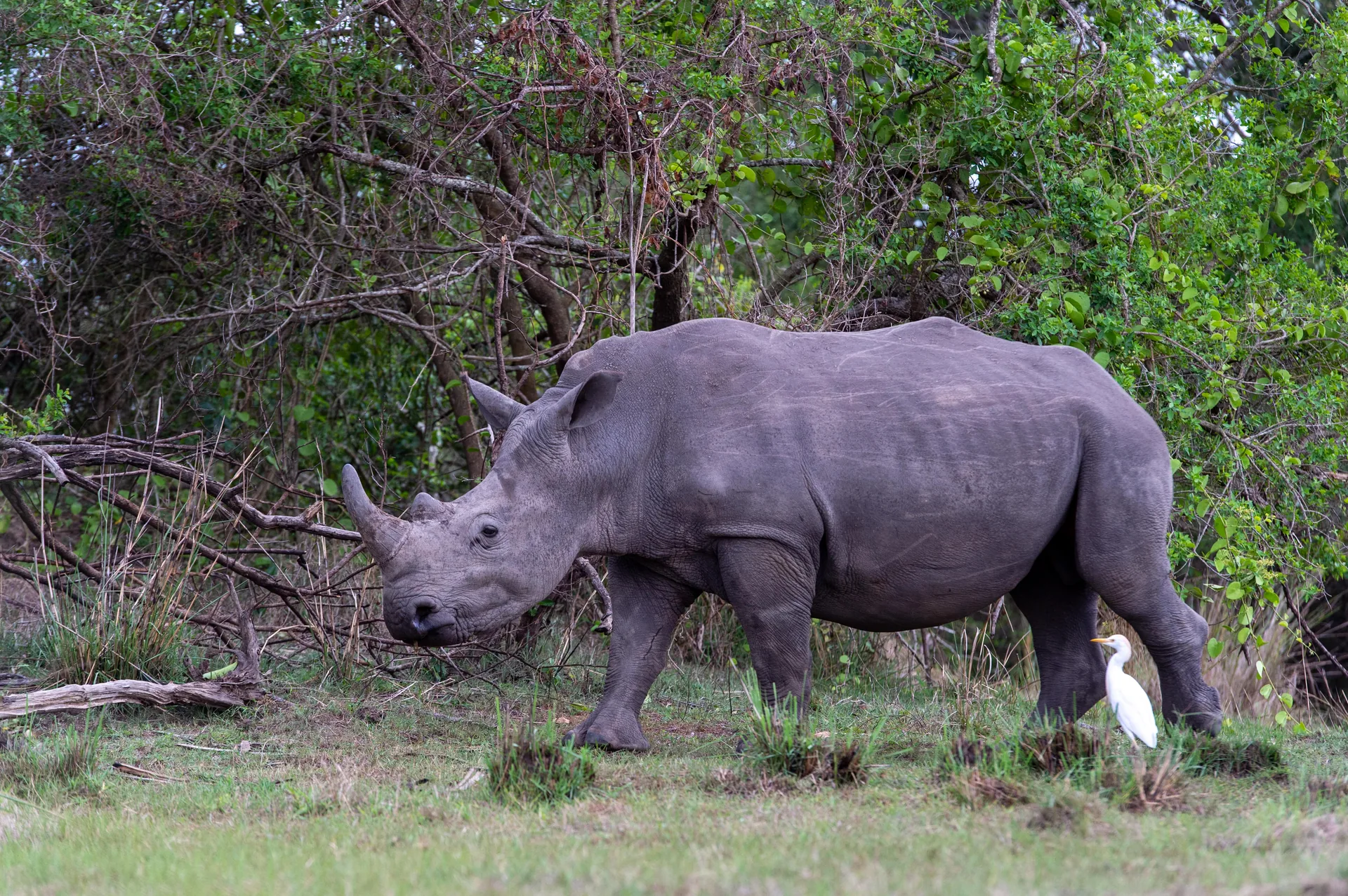 7 Days of Sustainable Safari Discovery | Kidepo Unrivaled