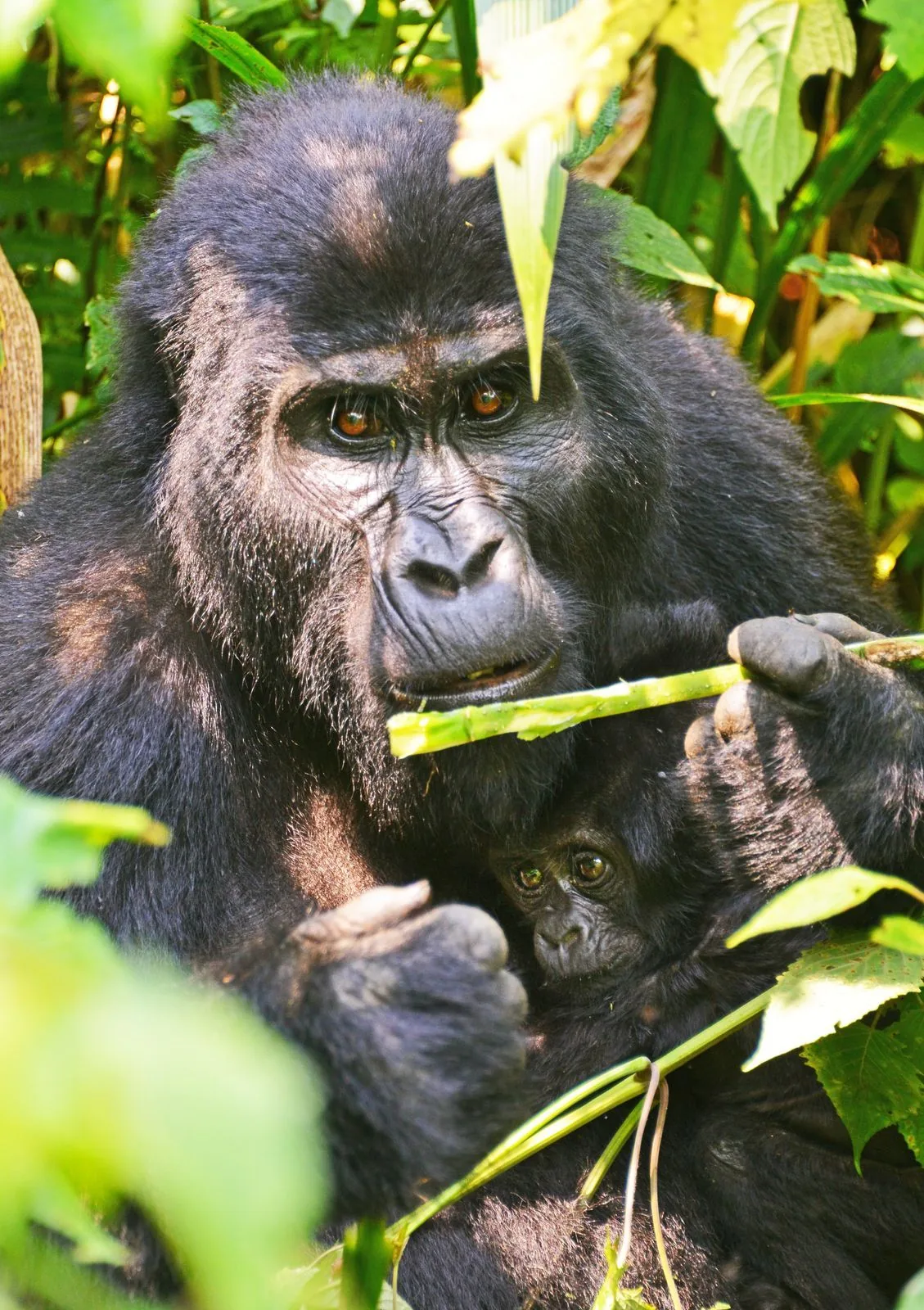 2 Day Gorilla Trekking Express | Haven Africa Journeys