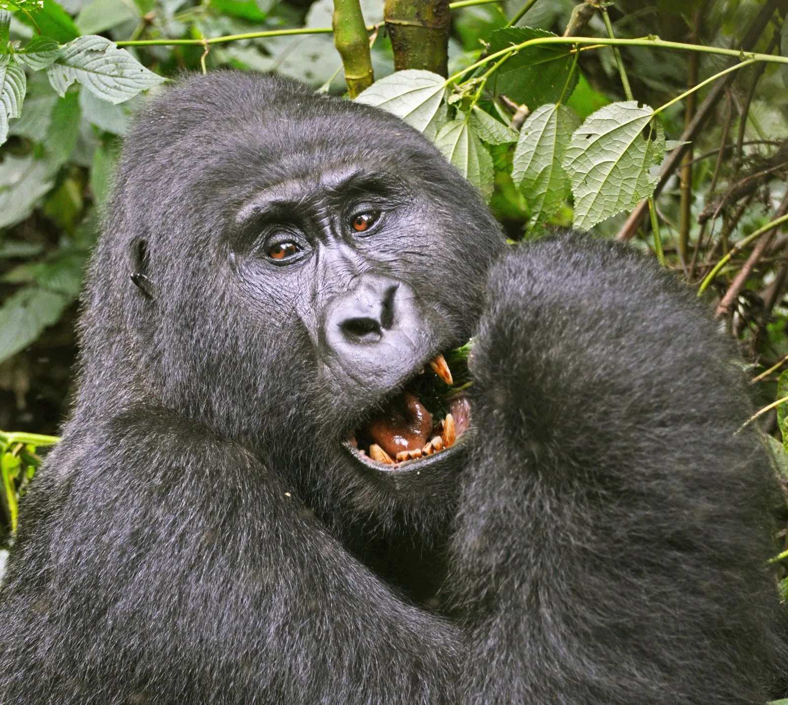 3 Day Gorilla Trekking Safari