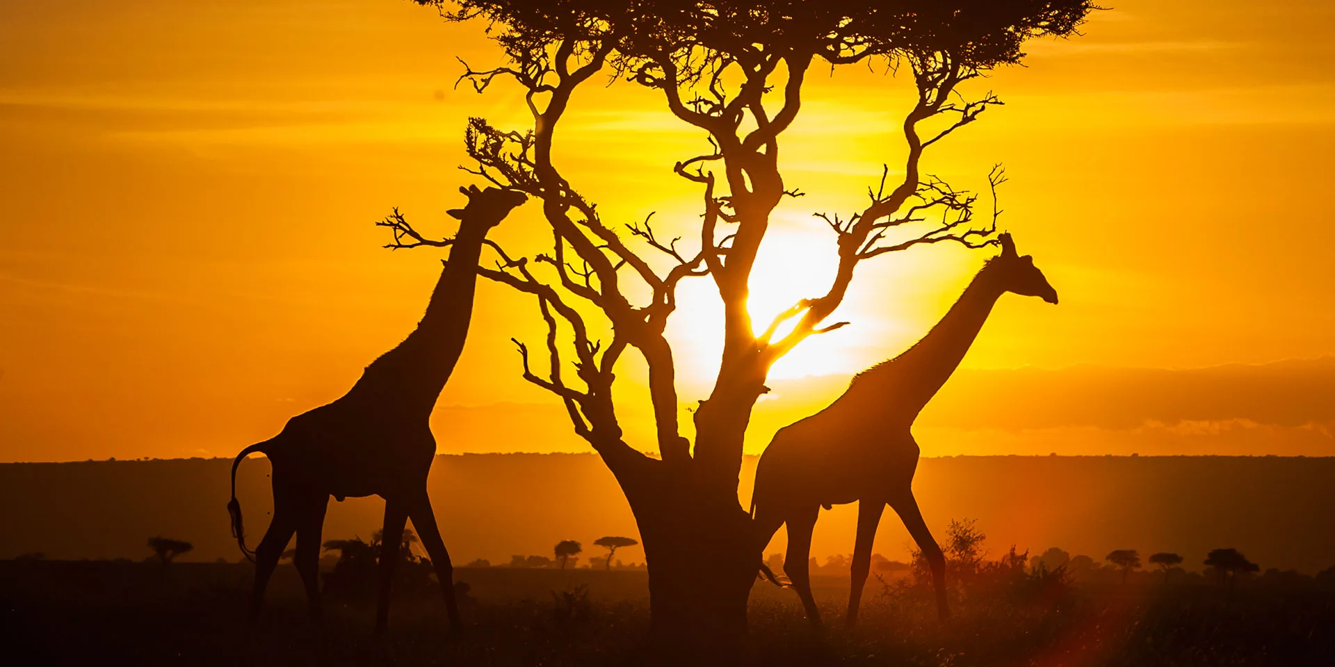 Bush & Blue: The Ultimate 10-Day Kenya Wilderness and White Sands Escape