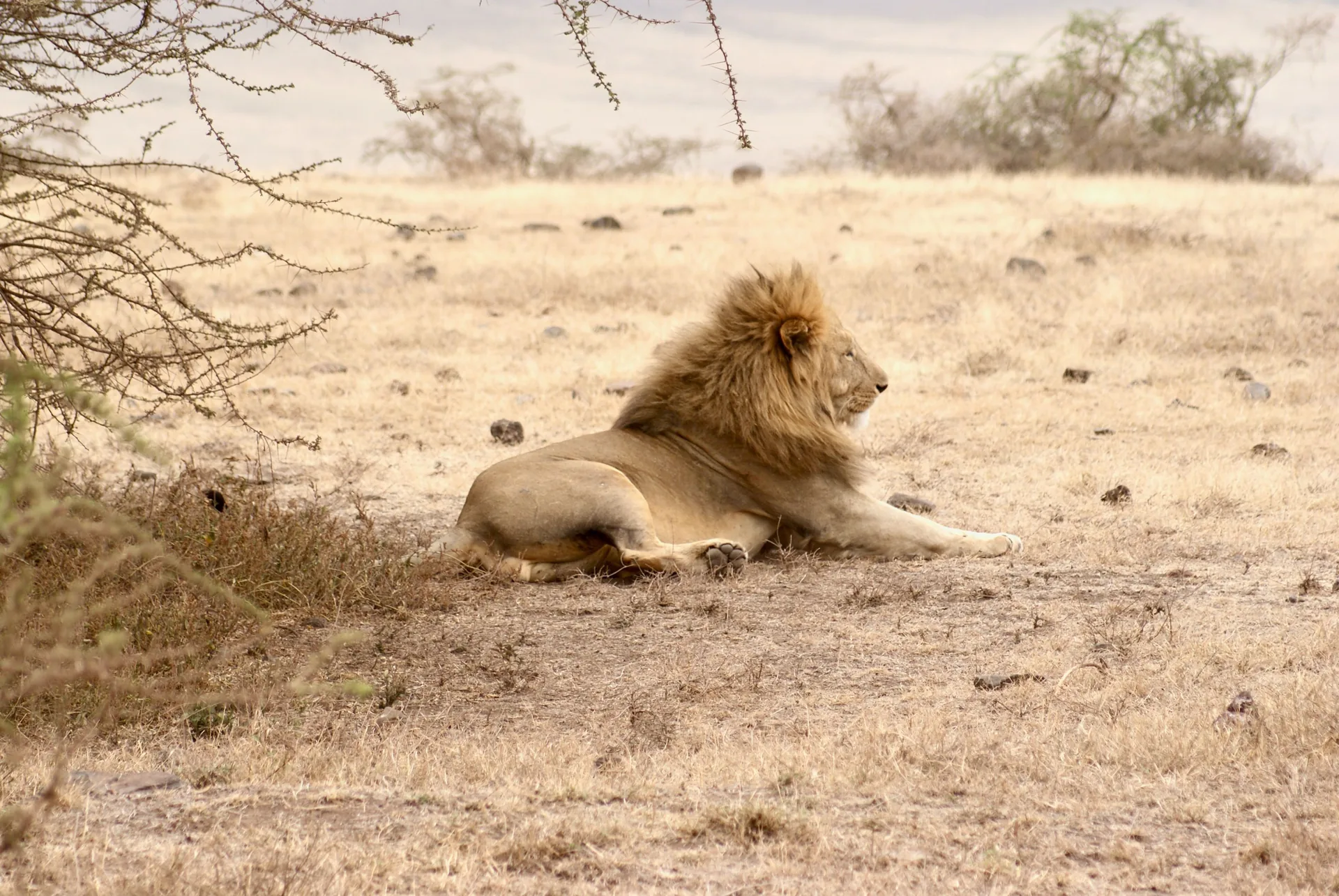 11-Day Tanzania Northern Circuit Safari: The Great Migration, Ngorongoro Crater & Big Cats
