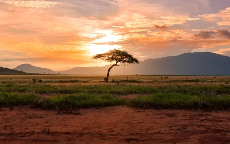 12 Days Tanzania Honeymoon Safari & Zanzibar Escape | Haven Africa Journeys